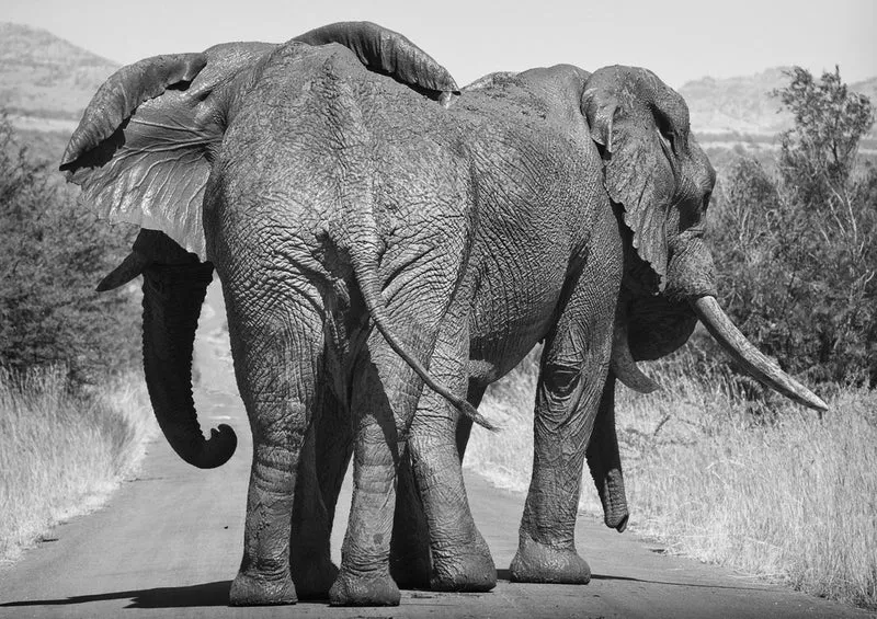 85401 Natur - Elefant Puzzle