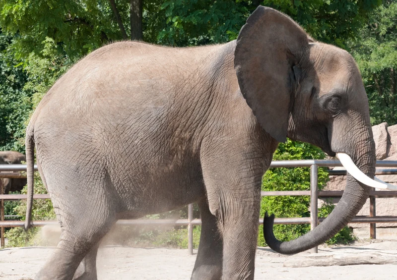 85403 Natur - Elefant Puzzle