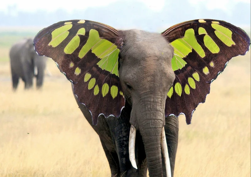 85409 Hintergründe - Elefant Puzzle