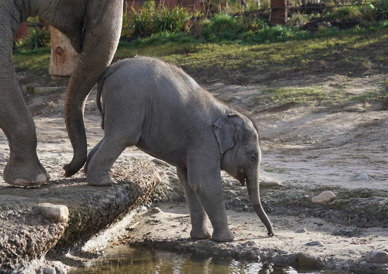 85410 Natur - Elefant Puzzle