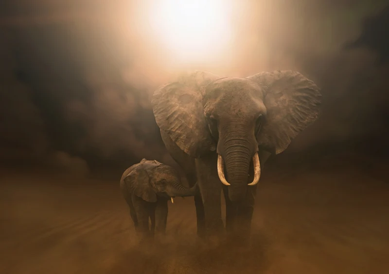 84971 Tierwelt - Elefanten Puzzle