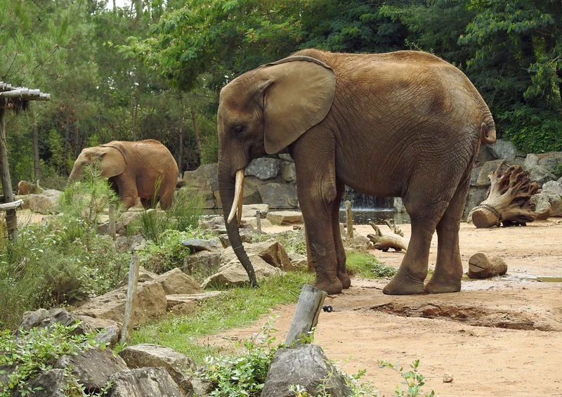 84972 Tierwelt - Elefant Puzzle