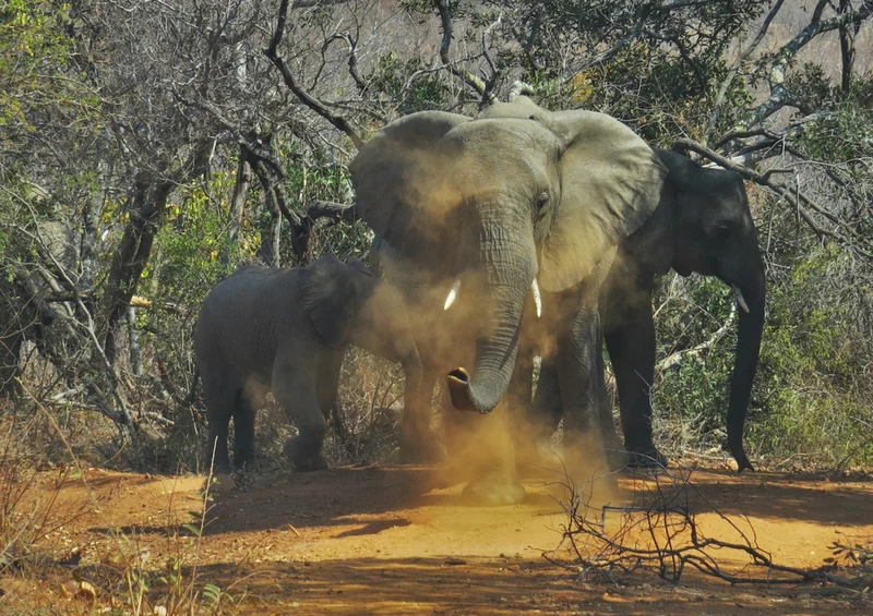 84973 Tierwelt - Elefant Puzzle