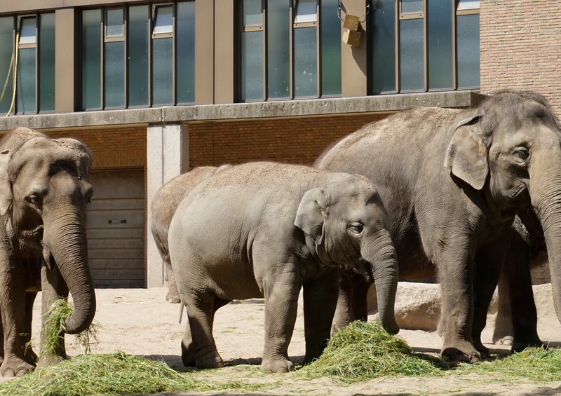85412 Natur - Elefant Puzzle