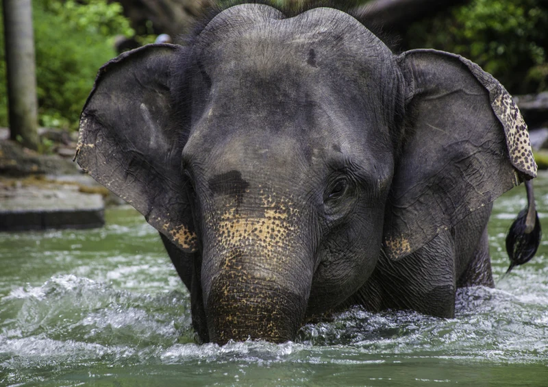 85418 Natur - Elefant Puzzle