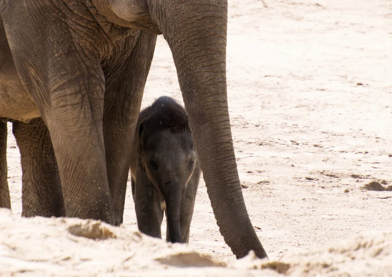 85930 Tierwelt - Elefant Puzzle