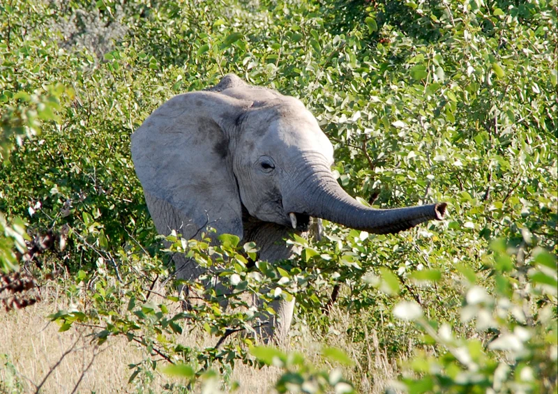 85934 Tierwelt - Elefant Puzzle