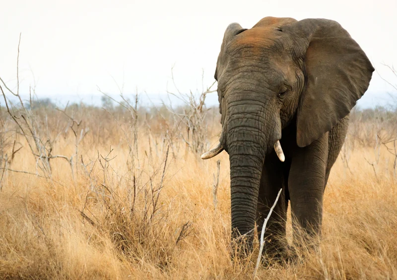 85590 Natur - Elefant Puzzle