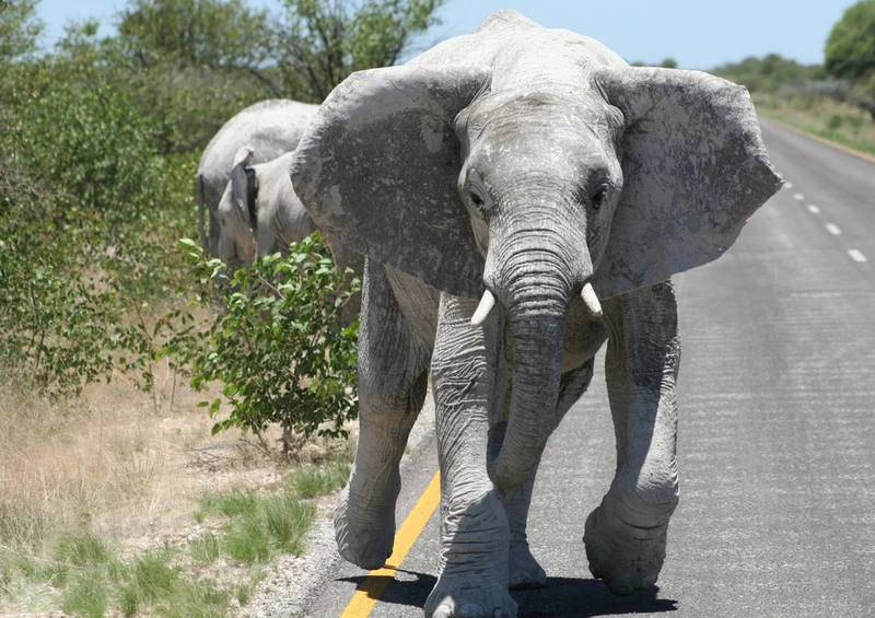 85593 Natur - Elefant Puzzle