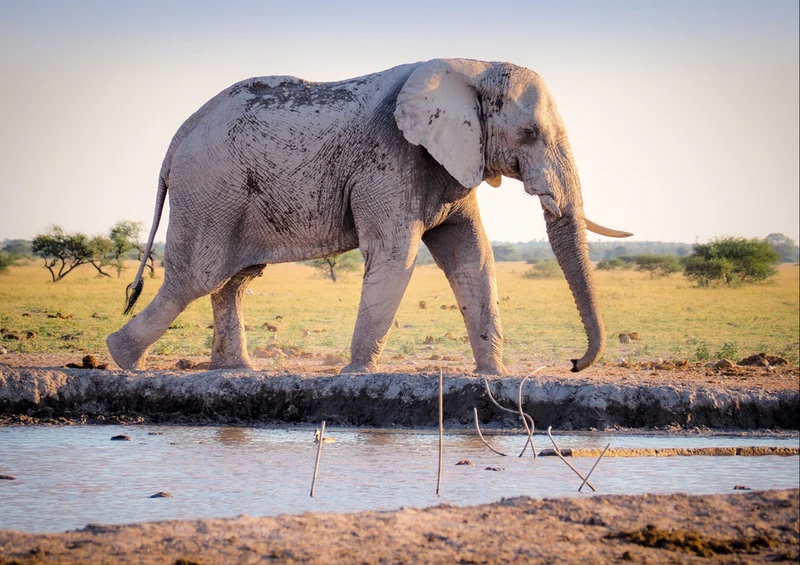 85597 Natur - Elefant Puzzle