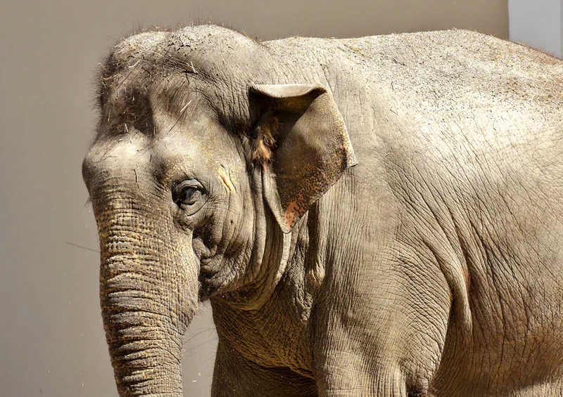 85609 Natur - Elefant Puzzle