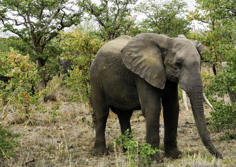 85612 Natur - Elefant Puzzle