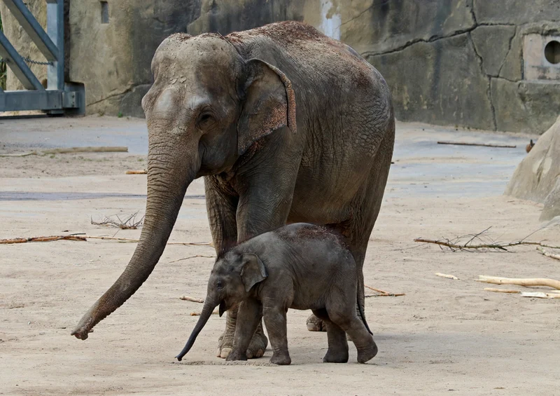 85613 Natur - Elefant Puzzle