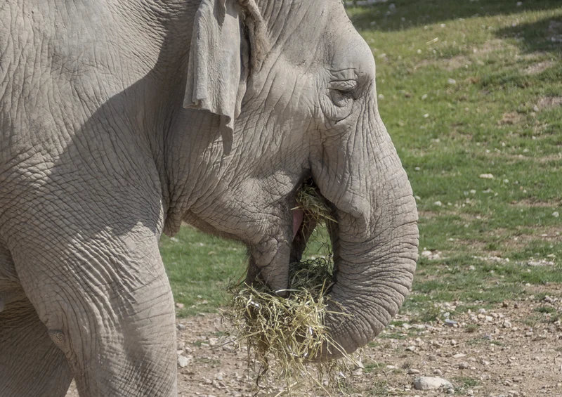 85614 Natur - Elefant Puzzle