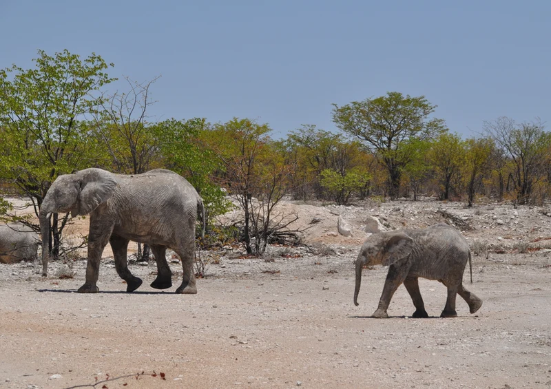85420 Natur - Elefant Puzzle