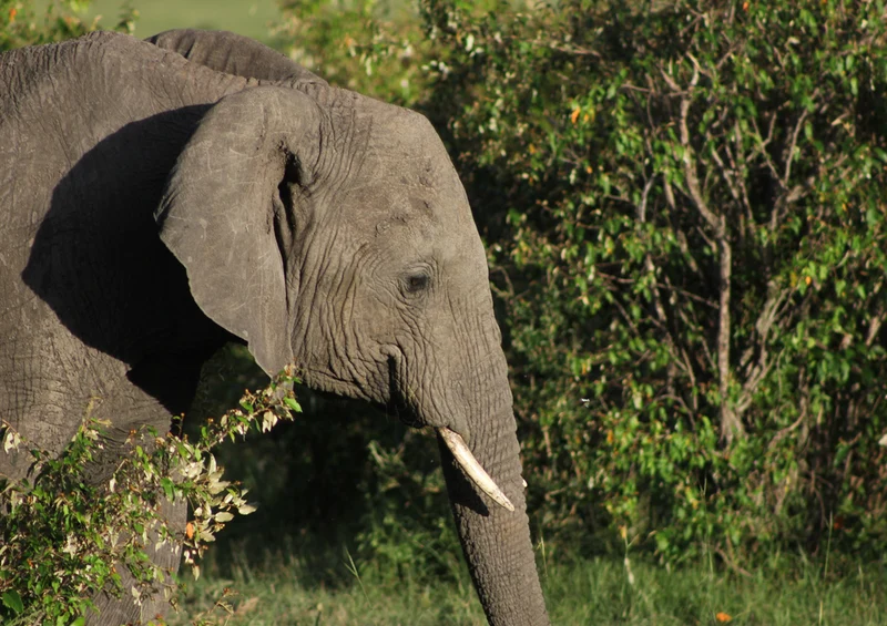 85421 Natur - Elefant Puzzle