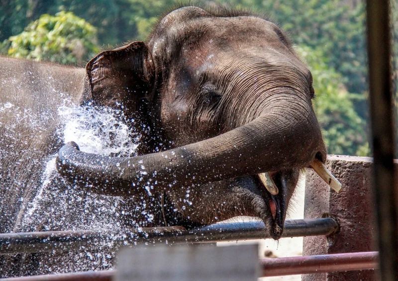 84977 Tierwelt - Elefant Puzzle