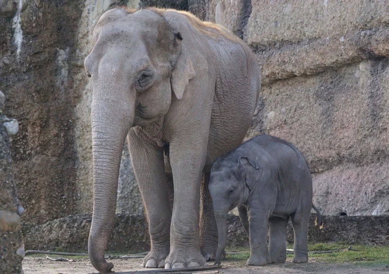85424 Natur - Elefant Puzzle