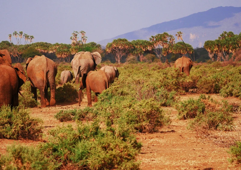 85427 Natur - Elefant Puzzle