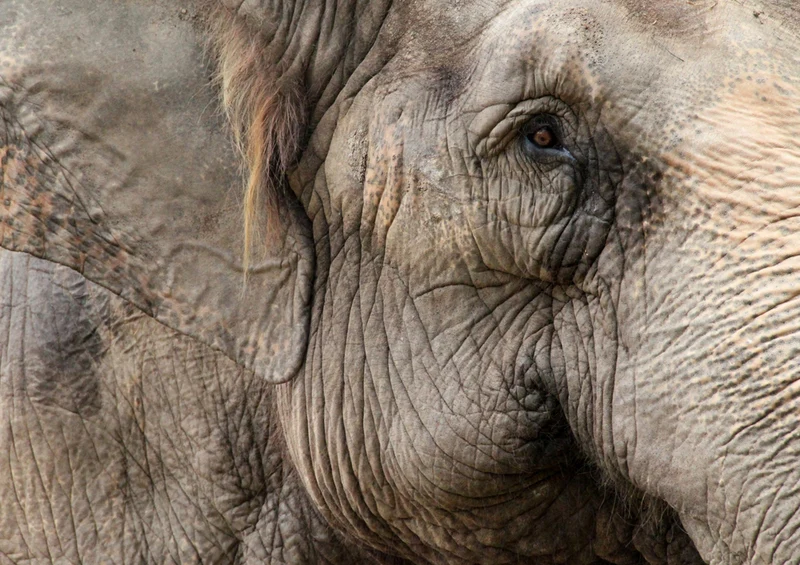 84978 Tierwelt - Elefant Puzzle