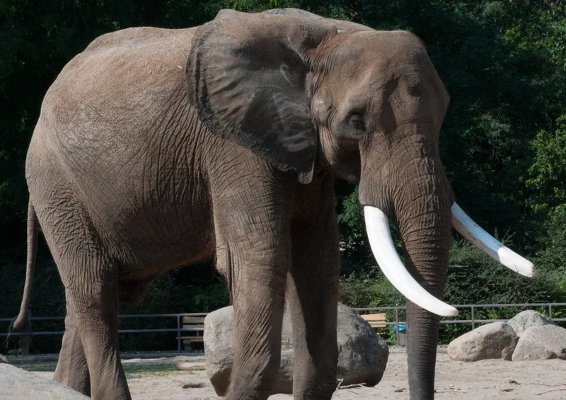 84981 Tierwelt - Elefant Puzzle