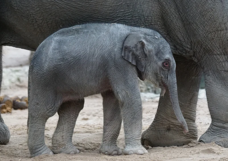85529 Natur - Elefant Puzzle