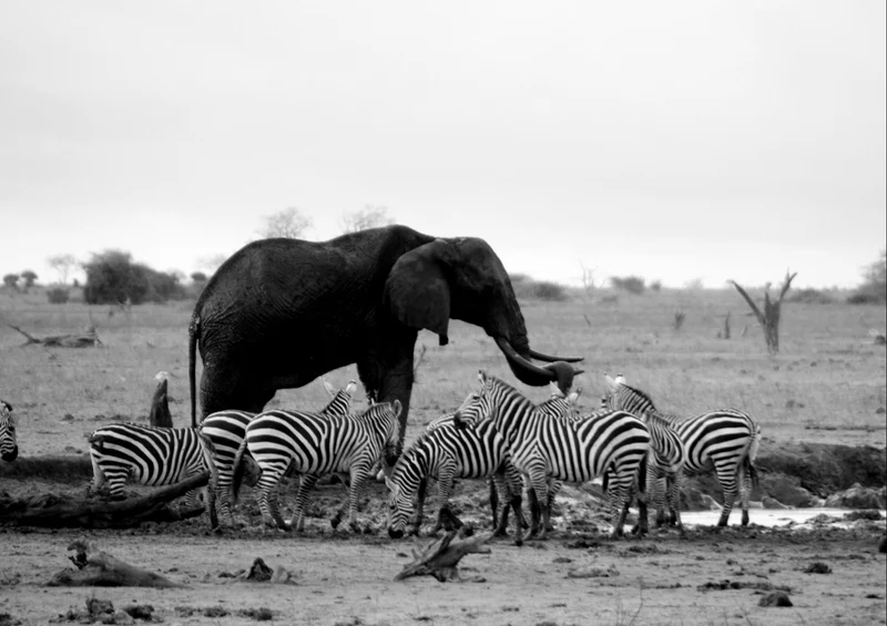 85943 Tierwelt - Afrika Puzzle