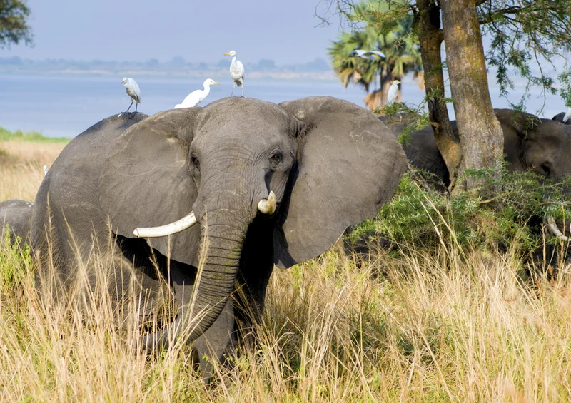 85615 Natur - Elefant Puzzle