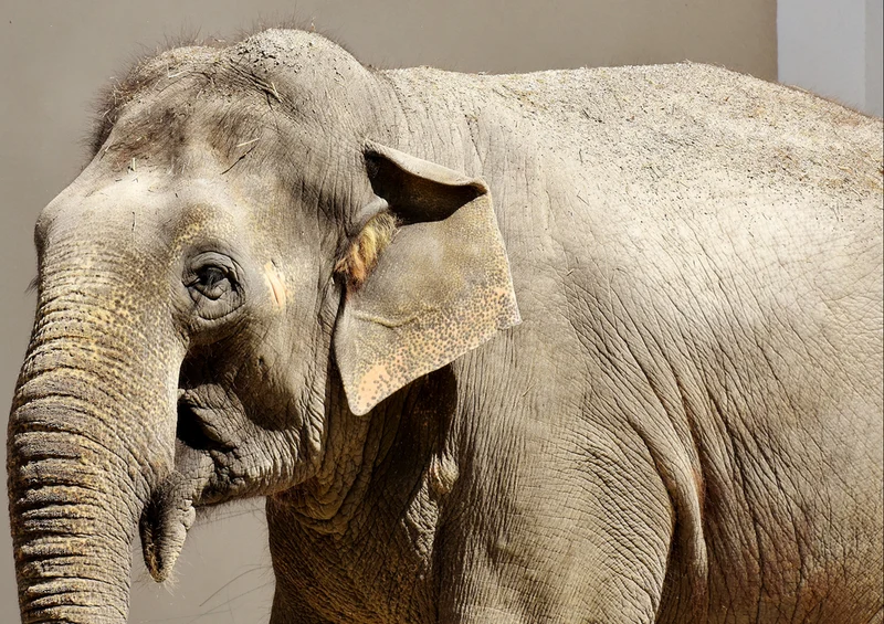 85618 Natur - Elefant Puzzle