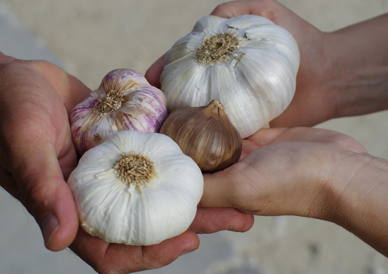 85621 Natur - Knoblauch Puzzle