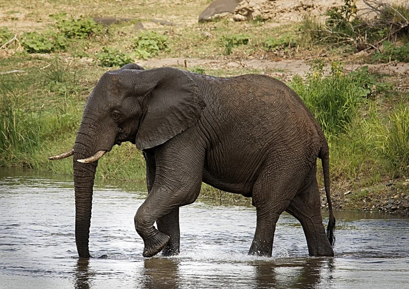 85623 Natur - Elefant Puzzle