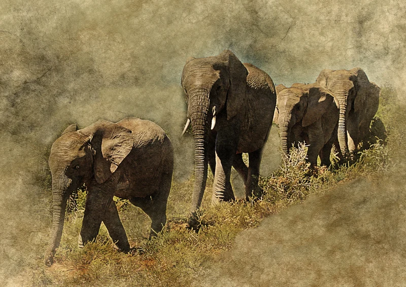 85630 Hintergründe - Elefant Puzzle