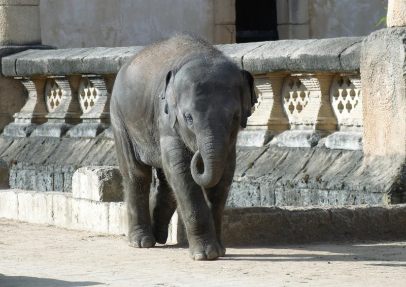 85633 Hintergründe - Elefant Puzzle