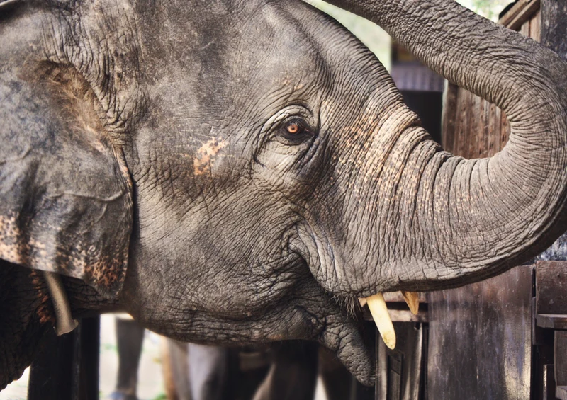84985 Tierwelt - Elefant Puzzle