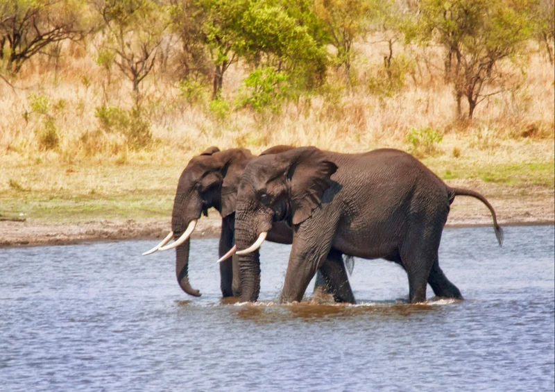 85534 Natur - Elefanten Puzzle