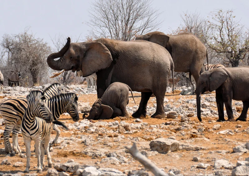 84988 Tierwelt - Elefant Puzzle