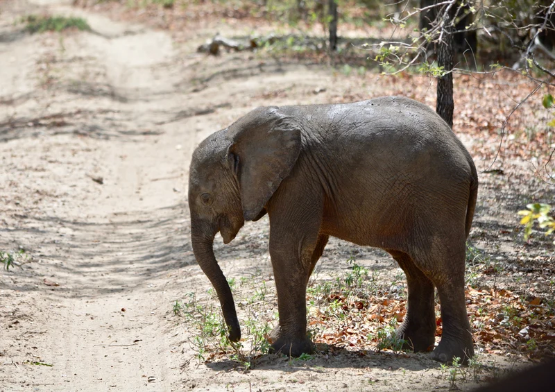 85536 Natur - Elefant Puzzle