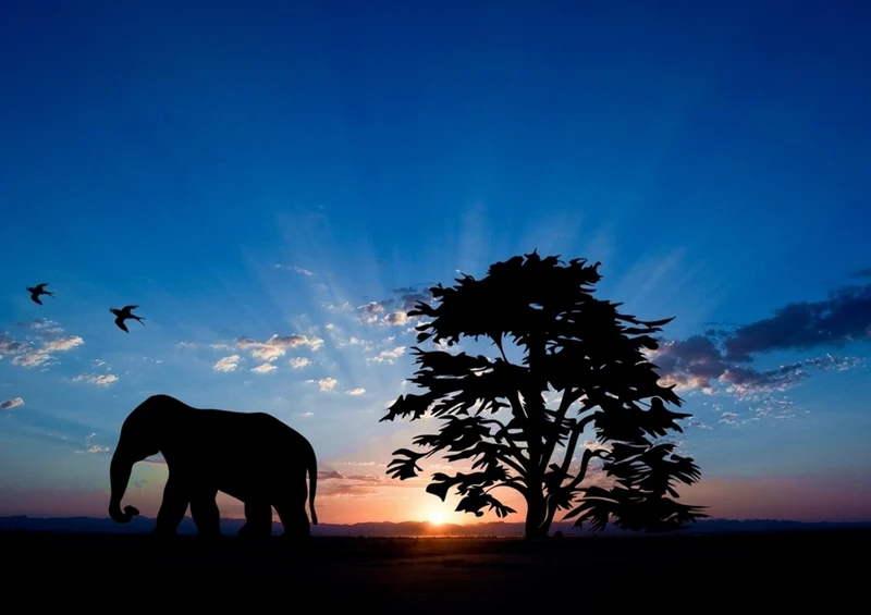84995 Tierwelt - Elefant Puzzle