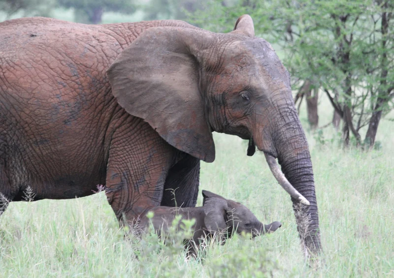 86440 Natur - Elefant Puzzle