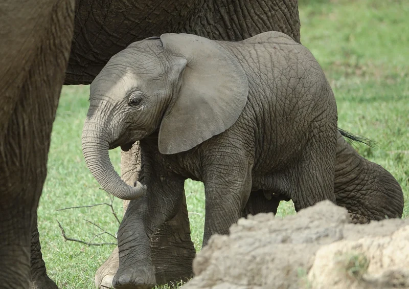 85729 Natur - Elefant Puzzle