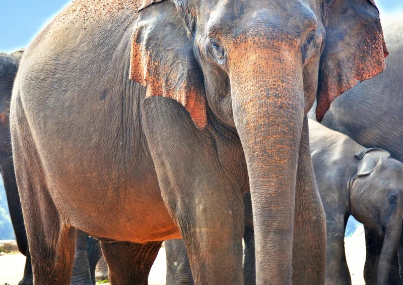 85734 Natur - Elefant Puzzle