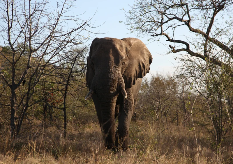 85735 Natur - Elefant Puzzle