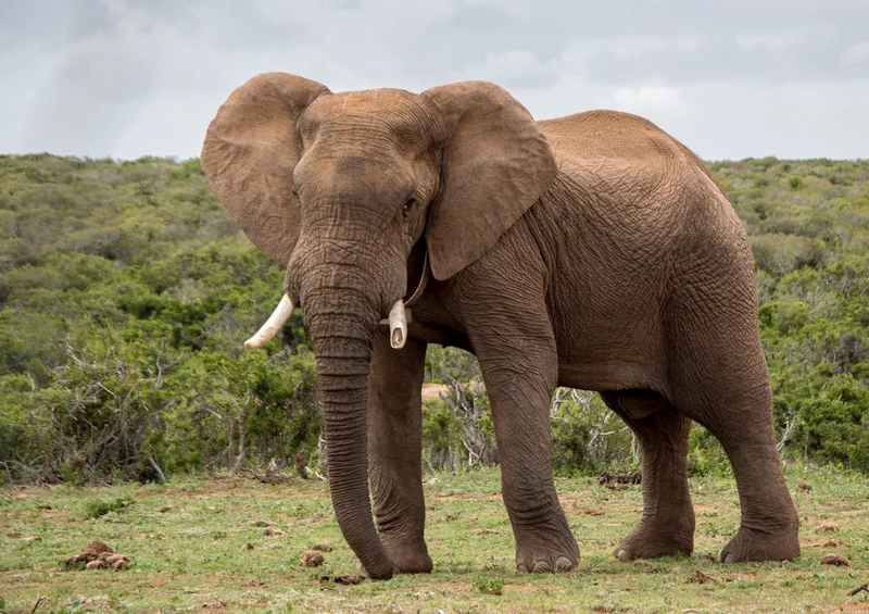 85739 Natur - Elefant Puzzle