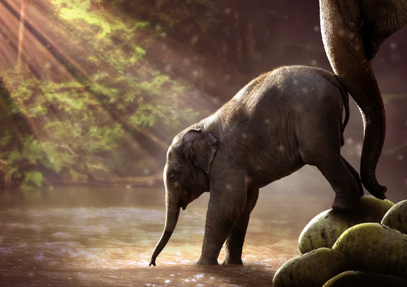 85741 Natur - Elefant Puzzle
