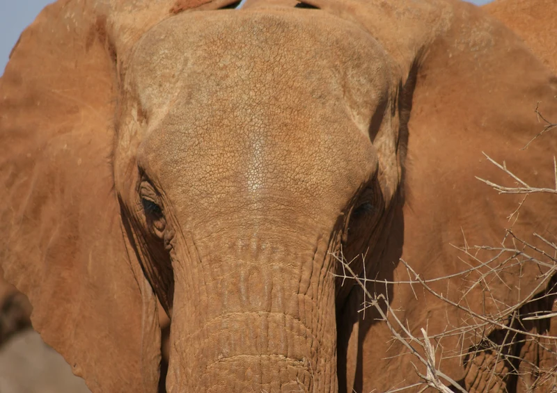 85744 Natur - Elefant Puzzle