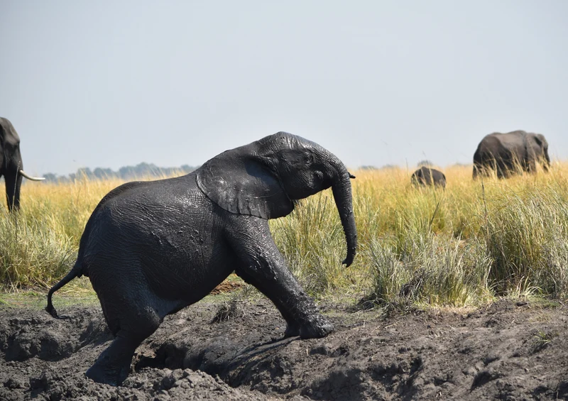 76679 Tierwelt - Elefant Puzzle