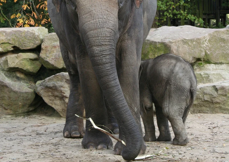 86660 Tierwelt - Elefant Puzzle