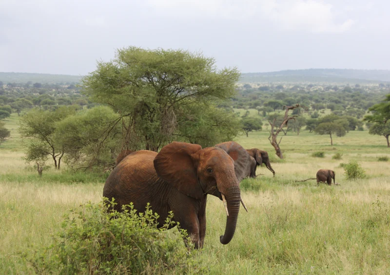 76684 Tierwelt - Elefant Puzzle