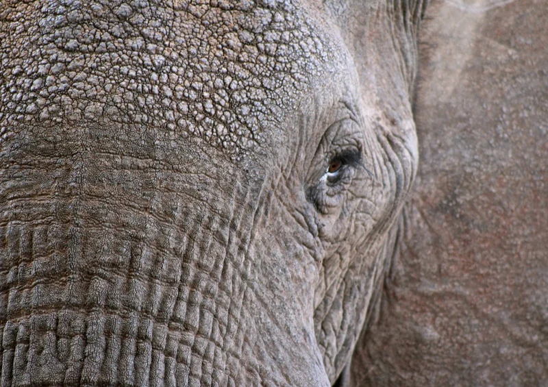 85956 Tierwelt - Elefant Puzzle