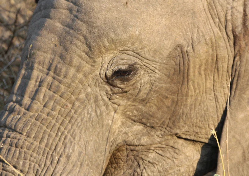 87176 Tierwelt - Elefant Puzzle